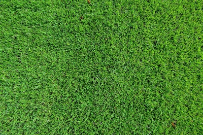 Grass 1133841 1920