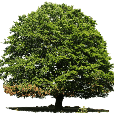 Isolated 1007738 1920