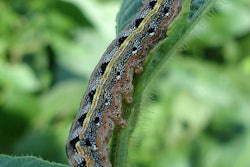 Larva 998570 1920