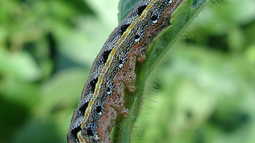 Larva 998570 1920