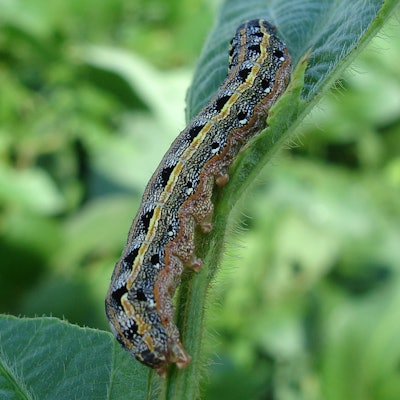 Larva 998570 1920
