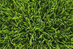 Nature Grass Plant Lawn Meadow Leaf 1393632 Pxhere com