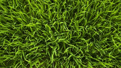 Nature Grass Plant Lawn Meadow Leaf 1393632 Pxhere com
