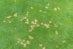 1280px Dollar Spot Symptoms