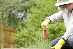 16081 A Man Spraying A Pesticide On Some Plants In His Garden Or