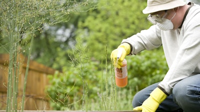 16081 A Man Spraying A Pesticide On Some Plants In His Garden Or