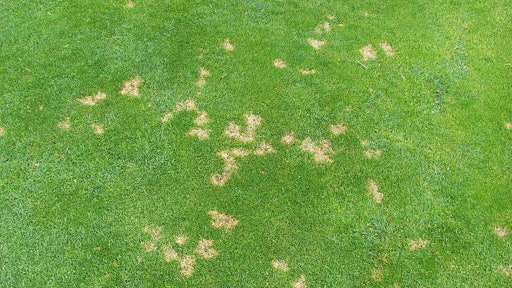 1280px Dollar Spot Symptoms