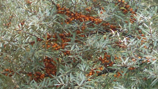 Sea Buckthorn