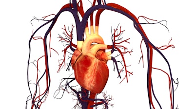 Human Heart And Circulatory System