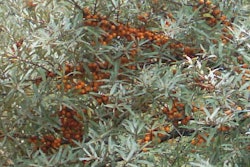 Sea Buckthorn