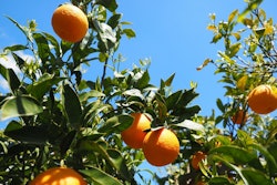 Tree Branch Plant Fruit Sweet Flower 834219 Pxhere com (2)