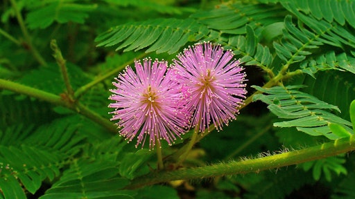 Mimosa Pudica 003