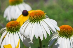 Getty Images 917194730