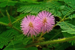 Mimosa Pudica 003