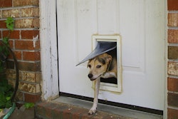 Doggy Door Exit