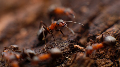 Fireants Us