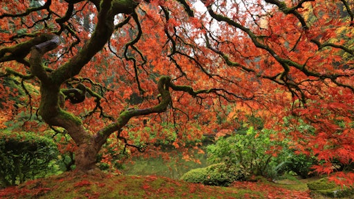 Japanese Maple Us