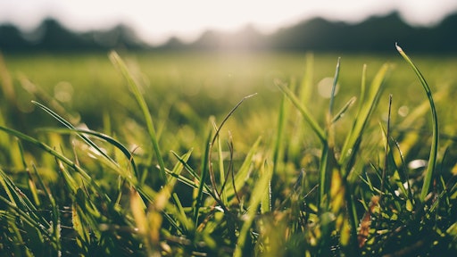 Grass Meadow Sunshine Us