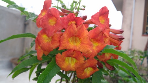 Trumpet Creeper Vine Px