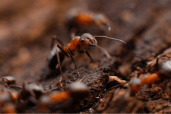 Fireants Us