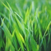 Grass Px