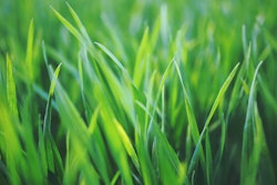 Grass Px