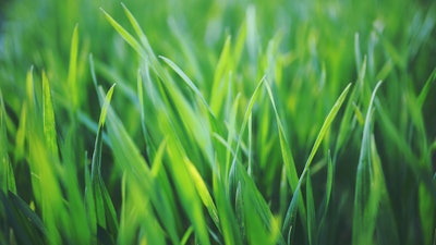 Grass Px