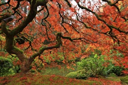 Japanese Maple Us