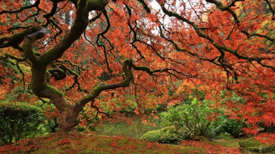 Japanese Maple Us