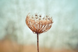 Weeds Us