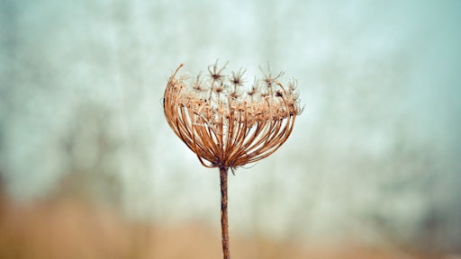 Weeds Us