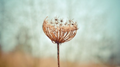 Weeds Us