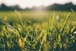 Grass Meadow Sunshine Us