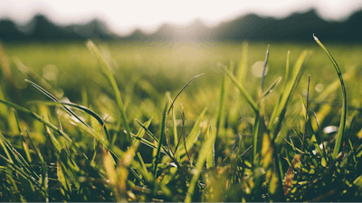 Grass Meadow Sunshine Us