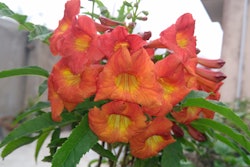 Trumpet Creeper Vine Px