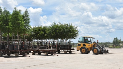 The Volvo L20s are used to pull trailers loaded with containerized trees or plant material - sometimes up to six trailers at a time.