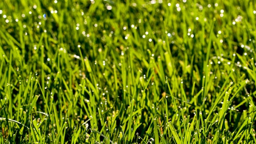 Grass 59b1bfca94d25