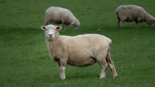 Sheep Us