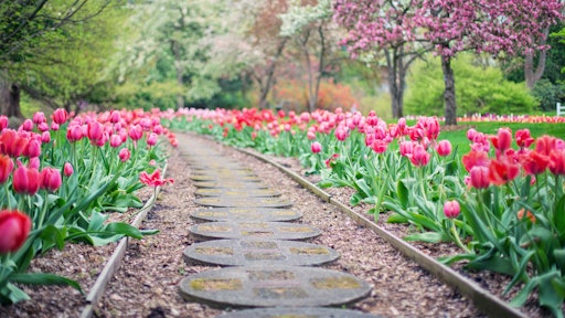Beautiful Bloom Blooming Px