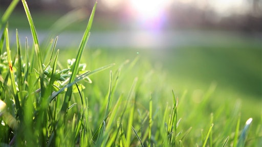 Lawn Grass Px