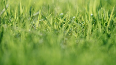 Grass Roots Us