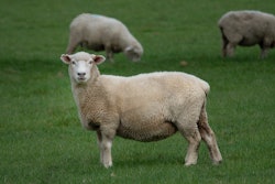 Sheep Us