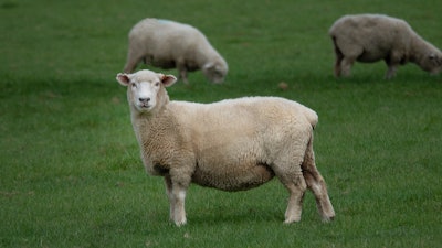 Sheep Us