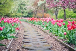 Beautiful Bloom Blooming Px