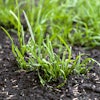 Bigstock Growing Up Grass Seeds In The 279073420 (1)