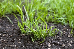 Bigstock Growing Up Grass Seeds In The 279073420 (1)