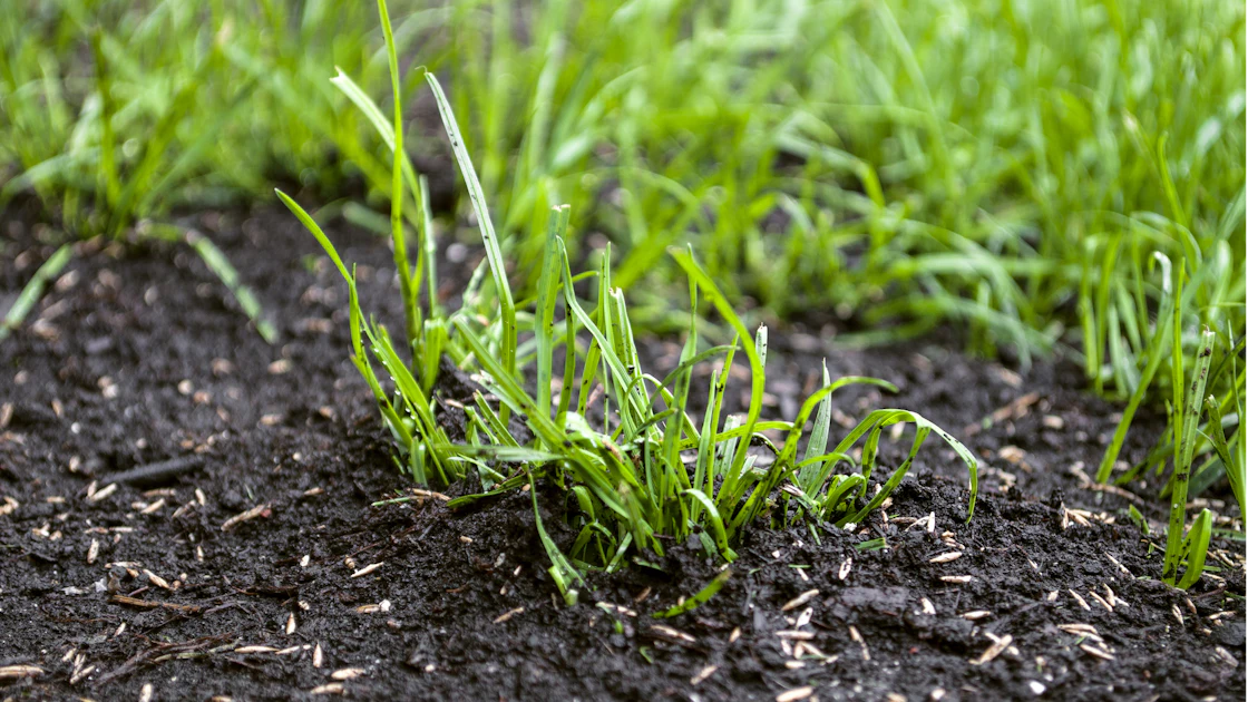 Spring Grass Target Spring lawn care tips to help expand services and business | Green ...