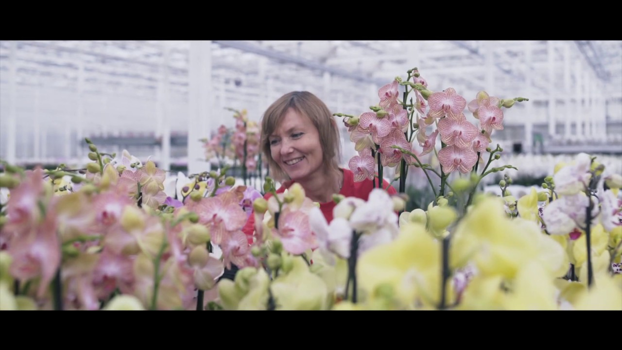 Maxresdefault 5cc0832d3a7e2