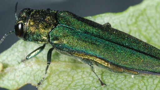 The Emerald Ash Borer, pictured, is one of the most destructive invasive species ever encountered by arborists.