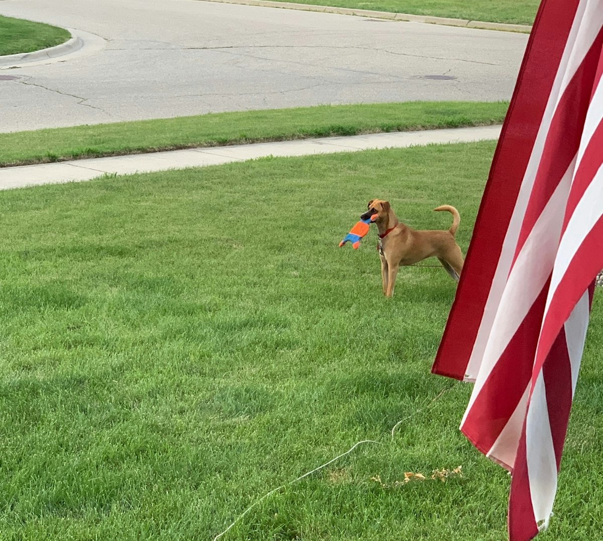 Can Lawn Pesticides Cause Cancer In Dogs